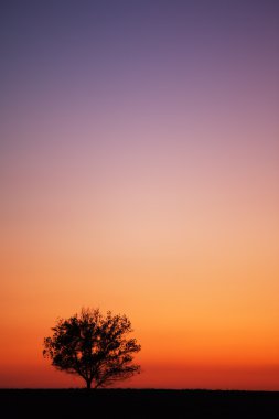 silueta del árbol y del atardecer