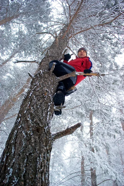 Man on tree — Stock Photo, Image