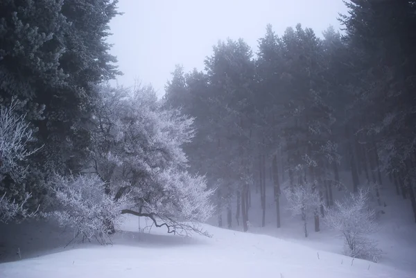 Mgła w lesie zimowym — Zdjęcie stockowe