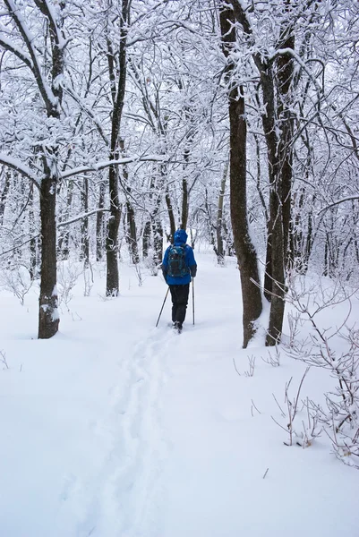 Een backpacker man gaat in bos — Stockfoto