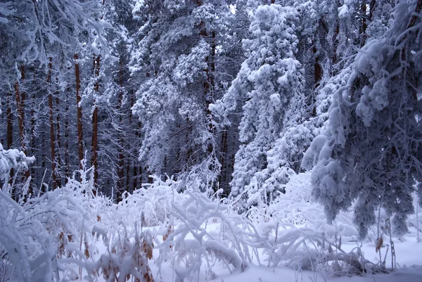 Winter dennenbos — Stockfoto