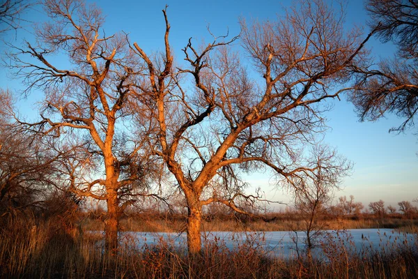 木と凍った湖 — ストック写真