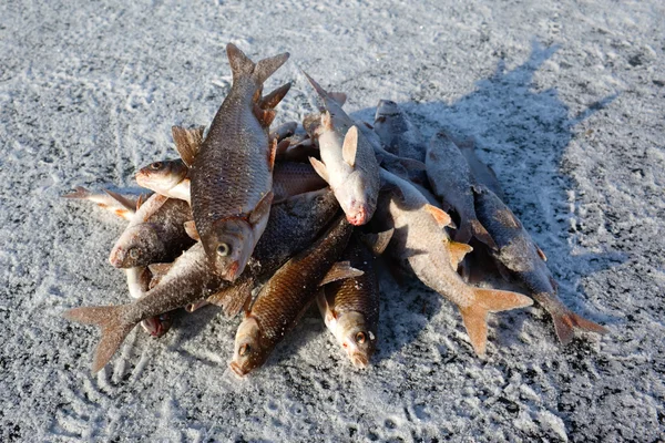 Winter fishing - caught fish on ice — Stock Photo, Image