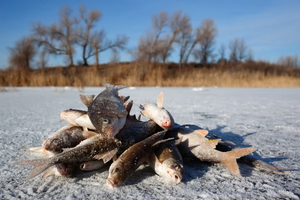 Pesca de Inverno - peixe capturado no gelo — Fotografia de Stock