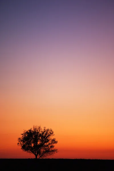 Silhouette di albero e tramonto — Foto Stock