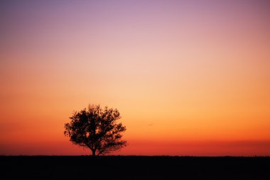 silueta del árbol y del atardecer