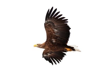 Flying golden eagle clipart