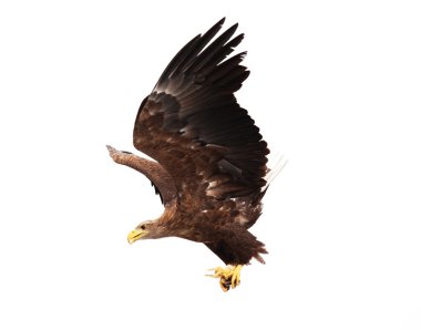 Flying golden eagle clipart