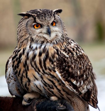 Portrait of an owl clipart