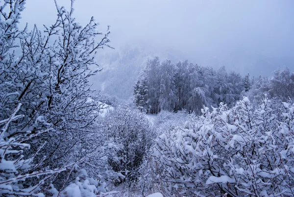 Nevoeiro na floresta de inverno — Fotografia de Stock