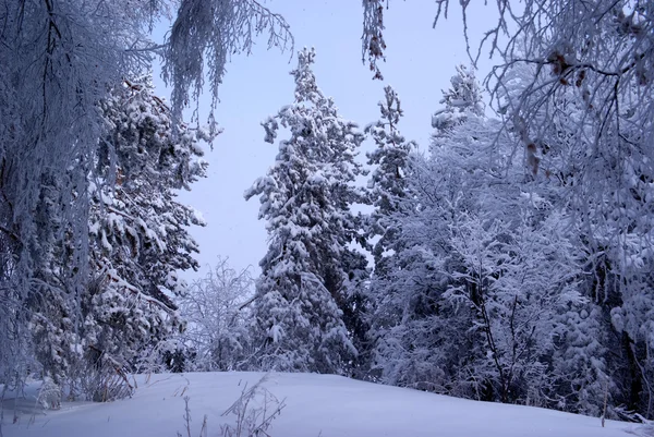 Opady śniegu w lesie zimowym — Zdjęcie stockowe