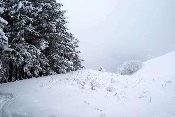 松の木とそして霧 — ストック写真