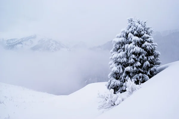 One pine tree and snow — Stock Photo, Image