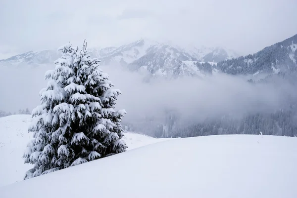 Jeden sosny i śnieg — Zdjęcie stockowe