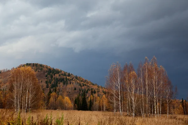 Jesienny las po deszczu — Zdjęcie stockowe