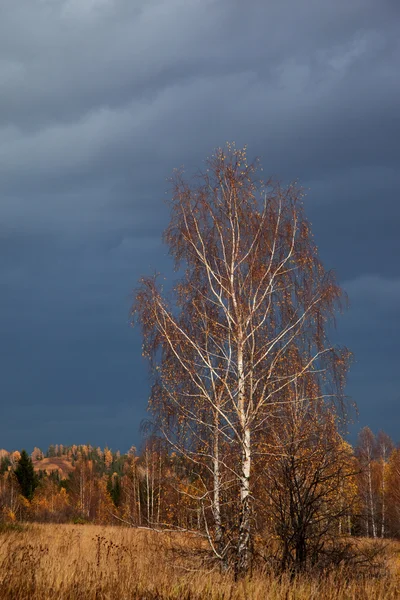 Floresta de outono após chuva — Fotografia de Stock