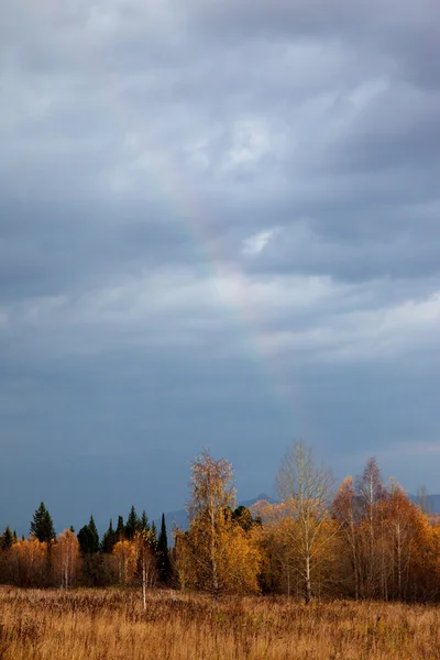 Bosque otoñal y un arco iris —  Fotos de Stock