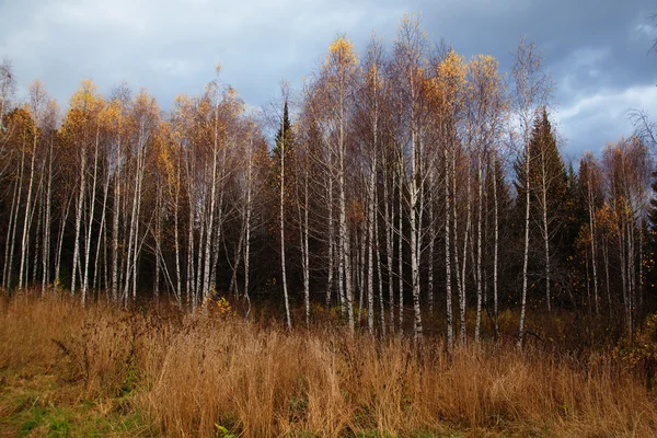 Осенний лес после дождя — стоковое фото