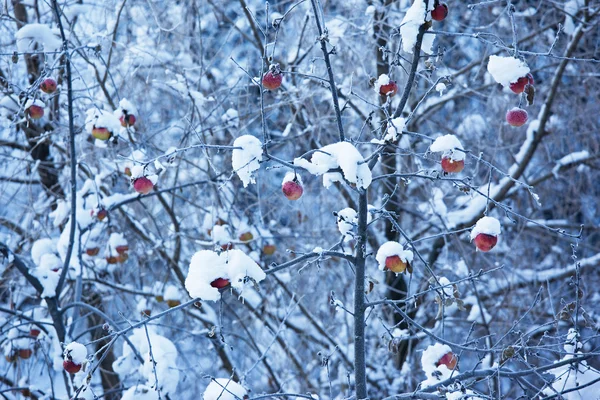 Maçãs em árvore e primeira neve — Fotografia de Stock