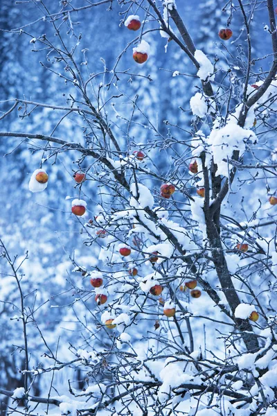 Elma ağacı ve ilk kar — Stok fotoğraf