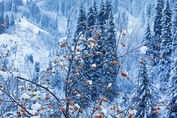 Maçãs em árvore e neve em montanhas — Fotografia de Stock