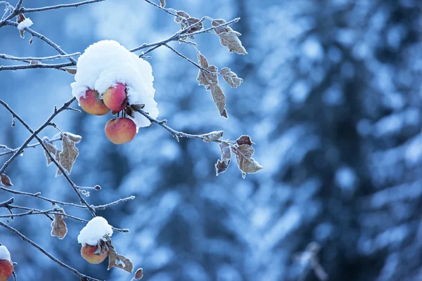 Jabłka na drzewie i pierwszy śnieg — Zdjęcie stockowe