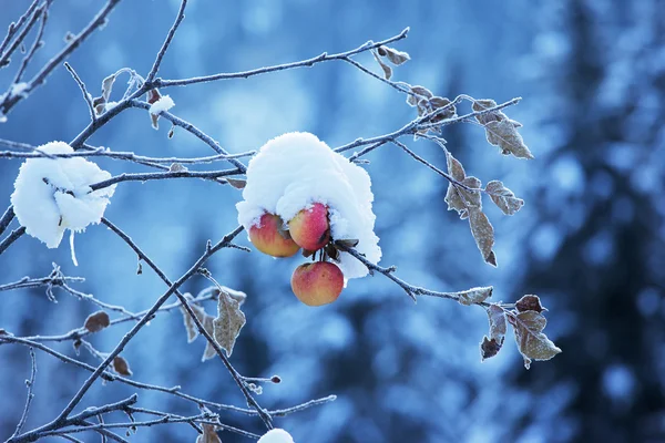 Яблоки на дереве и первый снег — стоковое фото