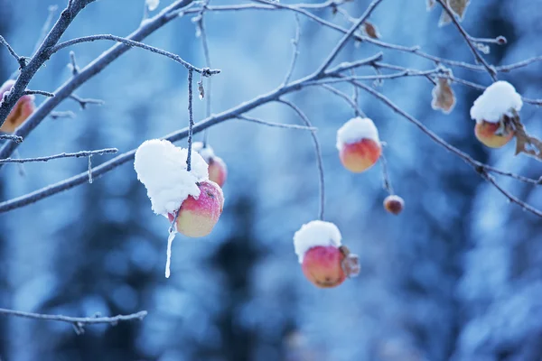 Pommes sur arbre et première neige — Photo