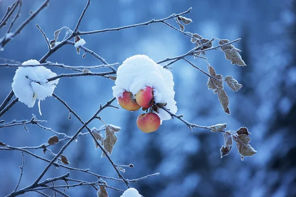 Apples on tree and first snow — Stock Photo, Image
