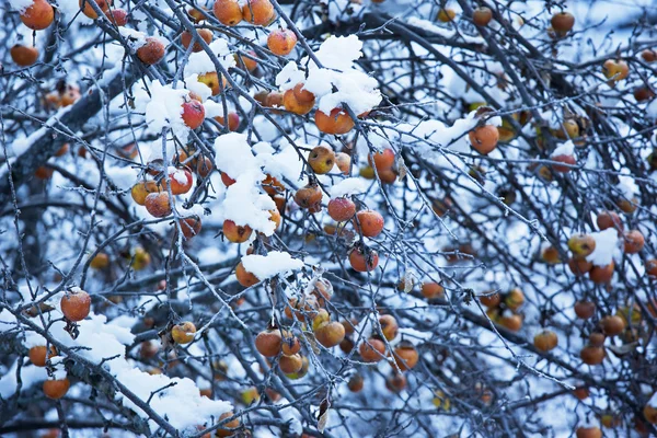 Apples on tree and first snow — Stock Photo, Image