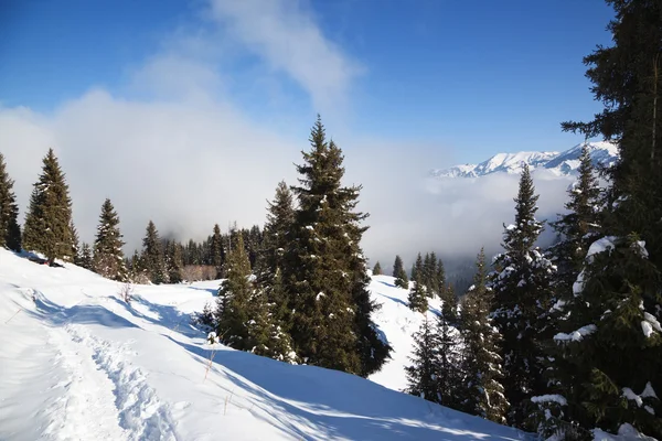 Chemin de randonnée dans les montagnes d'hiver — Photo