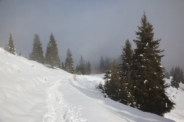 Sentiero in montagna invernale — Foto Stock