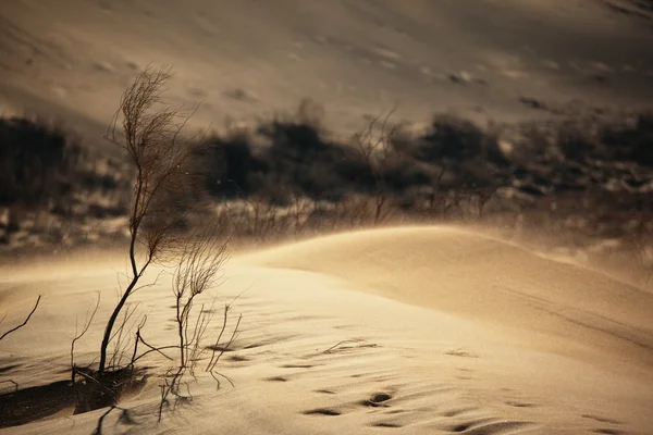 Sand storm in desert — Stock Photo, Image