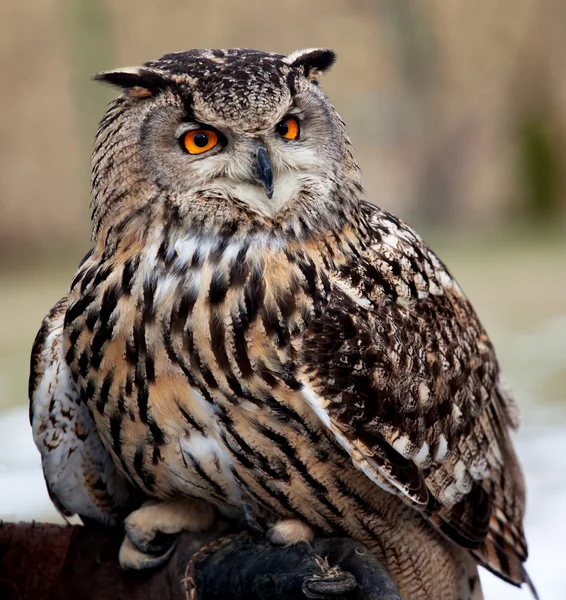 Portrait of an owl — Stock Photo, Image