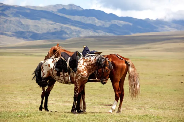 Due cavalli nomadi — Foto Stock