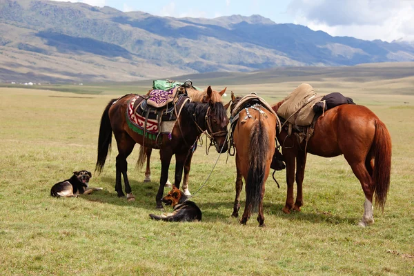 Csoport nomád lovak — Stock Fotó