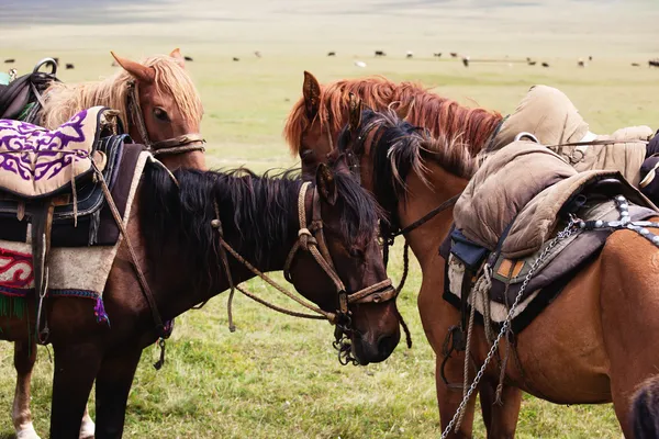 Groep nomadische paarden — Stockfoto