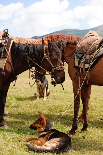 Grupo cavalos nómadas — Fotografia de Stock
