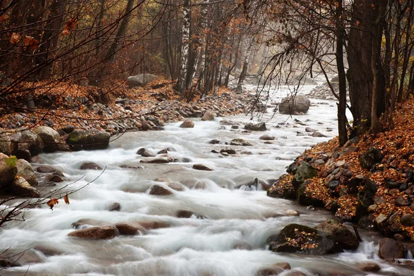 Stream in autumn forest — Stock Photo, Image