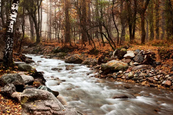 Cours d'eau dans la forêt d'automne — Photo