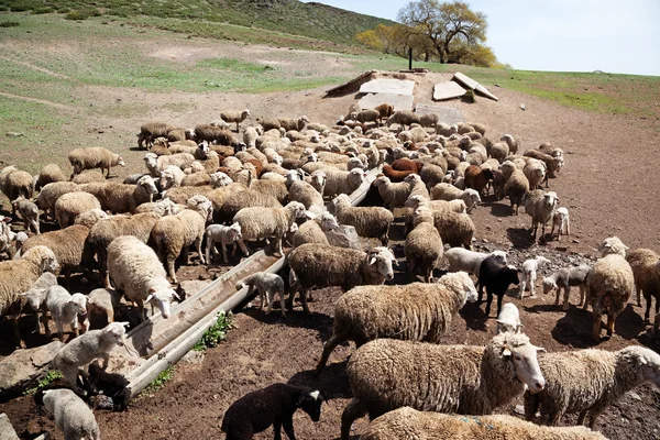 Rega de ovinos — Fotografia de Stock