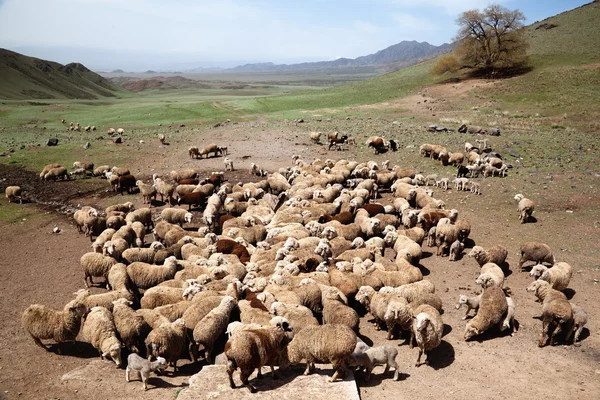 Arrosage des moutons — Photo
