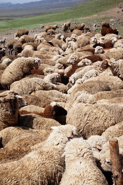 Rega de ovinos — Fotografia de Stock