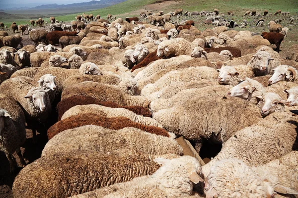 Sheep Watering — Stock Photo, Image