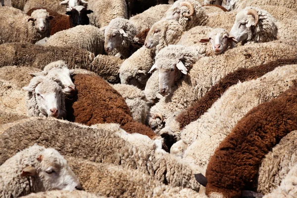 Sheep Watering — Stock Photo, Image