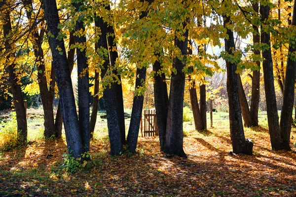 Parque de outono e portão velho — Fotografia de Stock