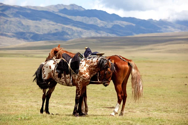 Two nomadic horses Telifsiz Stok Fotoğraflar