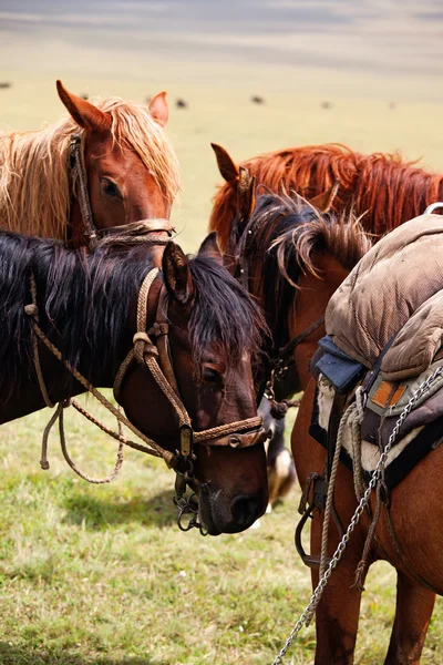 Δύο άλογα νομαδική — Stockfoto