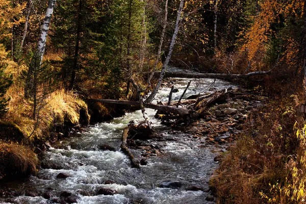 Ποταμός στο φθινόπωρο δάσος — Φωτογραφία Αρχείου
