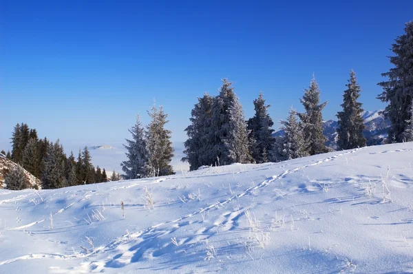 Winter rural landscape — Stock Photo, Image